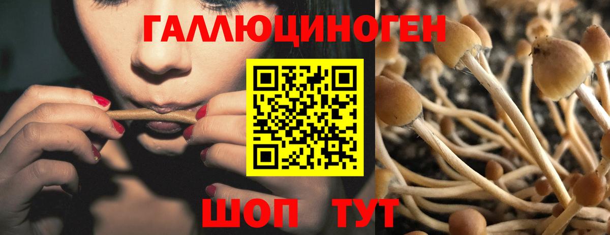 где можно купить   Вход с VPN  Псилоцибиновые грибы Psilocybe  Приморско-Ахтарск  Псилоцибиновые грибы Cubensis 